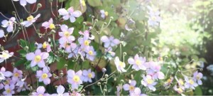 アネモネの花言葉 はかない恋 恋の苦しみ 見放された 見捨てられた 意味や種類 色別での説明 デコーム
