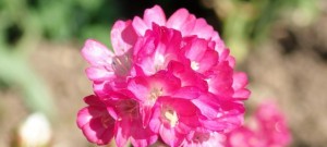 アルメリアの花言葉 心遣い 思いやり 歓待 意味や種類 色別での説明 デコーム