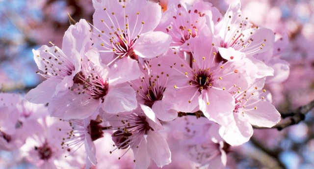 ヒガンザクラ（彼岸桜）の花言葉「心の平安」意味や種類・色別での説明