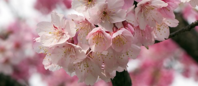 桜はバラ科のサクラ属の一種