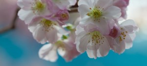 ヒガンザクラ 彼岸桜 の花言葉 心の平安 意味や種類 色別での説明 デコーム