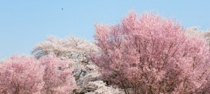 ヒガンザクラ 彼岸桜 の花言葉 心の平安 意味や種類 色別での説明 デコーム