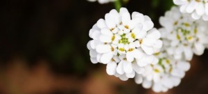 キャンディタフト イベリス の花言葉 甘い誘惑 心をひきつける 初恋の思い出 無頓着 意味や種類 色別での説明 デコーム
