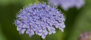 ブルーレースフラワーの花言葉 優雅なたしなみ 慎み深い人 無言の愛 意味や種類 色別での説明 デコーム