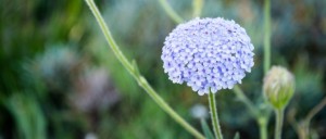 ブルーレースフラワーの花言葉 優雅なたしなみ 慎み深い人 無言の愛 意味や種類 色別での説明 デコーム