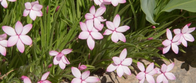 アッツザクラの代表的な花