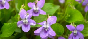 スミレ 菫 の花言葉 謙虚 誠実さ 意味や種類 色別での説明 デコーム