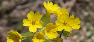サクラソウ 桜草 の花言葉 少年時代の希望 憧れ 自然の美しさを失わない 意味や種類 色別での説明 デコーム