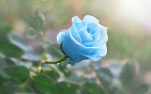 青いバラの花言葉…