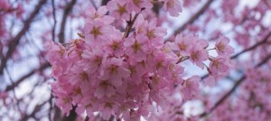 ウメ 梅 の花言葉 忠実 約束を守る 美と長寿 意味や種類 色別での説明 デコーム