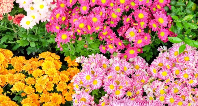 スプレー菊の花言葉「高潔」「清らかな愛」「気持ちの探り合い」意味や種類・色別での説明