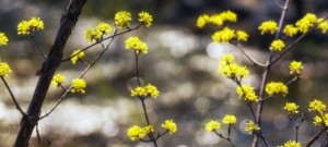 サンシュユ 山茱萸 の花言葉 持続 耐久 強健 意味や種類 色別での説明 デコーム