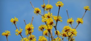 サンシュユ 山茱萸 の花言葉 持続 耐久 強健 意味や種類 色別での説明 デコーム