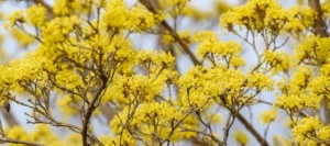 サンシュユ 山茱萸 の花言葉 持続 耐久 強健 意味や種類 色別での説明 デコーム