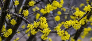 サンシュユ 山茱萸 の花言葉 持続 耐久 強健 意味や種類 色別での説明 デコーム