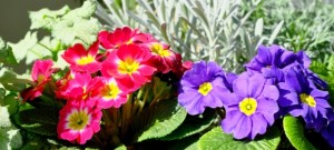 プリムラ ジュリアンの花言葉 青春の喜びと悲しみ 意味や種類 色別での説明 デコーム
