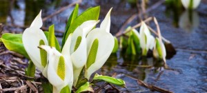 ミズバショウ 水芭蕉 の花言葉 変わらぬ美しさ 美しい思い出 意味や種類 色別での説明 デコーム