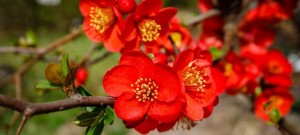 ボケ 木瓜 の花言葉 妖精の輝き 先駆者 意味や種類 色別での説明 デコーム