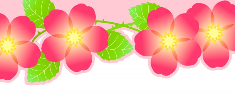 花｜バラ｜かわいい｜シンプル｜ピンク｜植物｜フレーム（飾り枠）｜無料｜ダウンロード